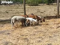 Juh, Cameroon sheep — 2. fotó