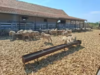 Ovelha, Merino sheep — foto 2