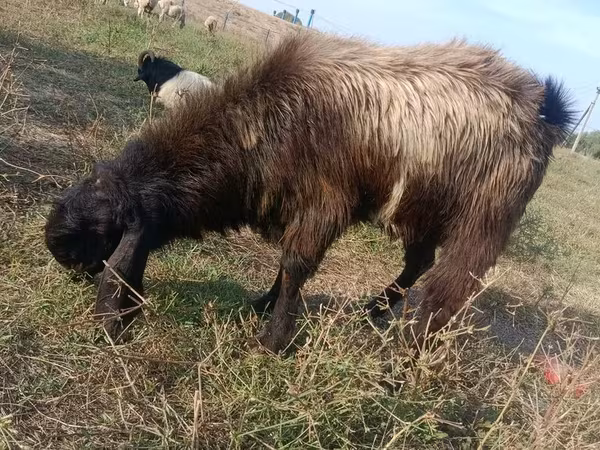 Cabras (lote, sexo no especificado), Cabras