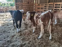 Bika, Simmental cattle — 3. fotó