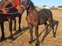 Cavalo, Percheron — foto 6