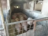 Schweine (Partie, Geschlecht nicht angegeben), Schweine — Foto 5