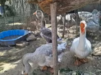 Geese — Foto 5