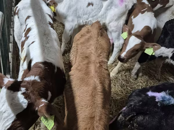 Bika, Simmental cattle