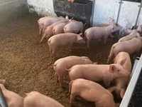 Disznók (tétel, nem megadva), Sertések — 2. fotó