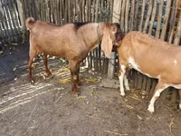 Bode, Nubian Goat — foto 4