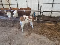Býk, Simmental cattle — foto 1