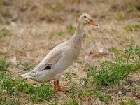 Indian Runner — photo 4