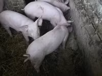 Pigs (batch, sex not specified), Крупная белая — photo 2