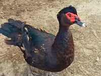 Ducks — Foto 1
