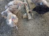 Turkeys — foto 1