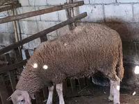 Kos, Baerchuke sheep — 5. fotó