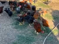 Chickens — फ़ोटो 2