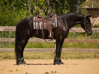 Hing, Friesian — 3. fotó