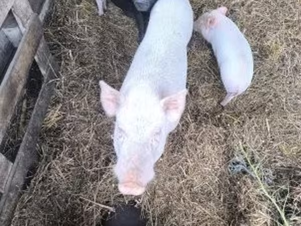 母猪, Вьетнамская вислобрюхая
