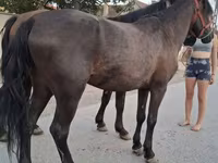 Caballo, Caballos — foto 2