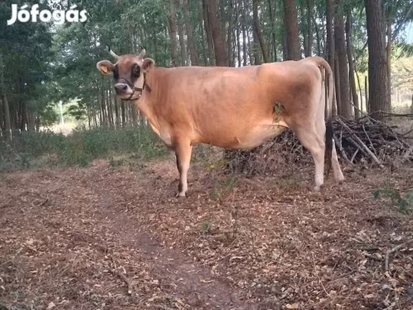 Tehén, Szarvasmarhák