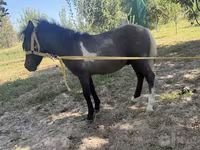 Mare, Australian Pony — photo 3
