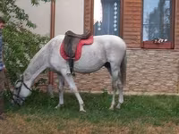 At, Atlar — foto 2