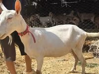 Goat, Saanen goat — photo 5