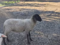 母羊, Tsigai sheep — 照片 1