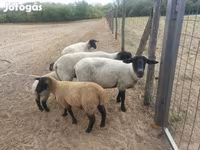 Oveja, White Suffolk sheep — foto 1