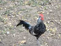 Chickens — photo 3