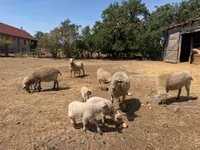 母羊, Sheep — 照片 4