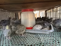 Quails — foto 2