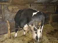 ثور, Simmental cattle — الصورة 4