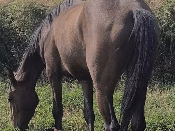 घोड़ी, Friesian sport horse