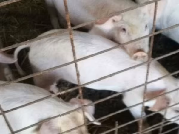 母猪, Pigs — 匈牙利