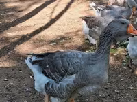 Geese — 7. fotó