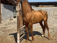 Caballo, Russian Don — foto 5