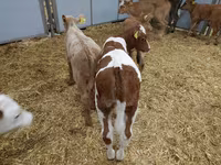 Tehén, Simmental cattle — 3. fotó