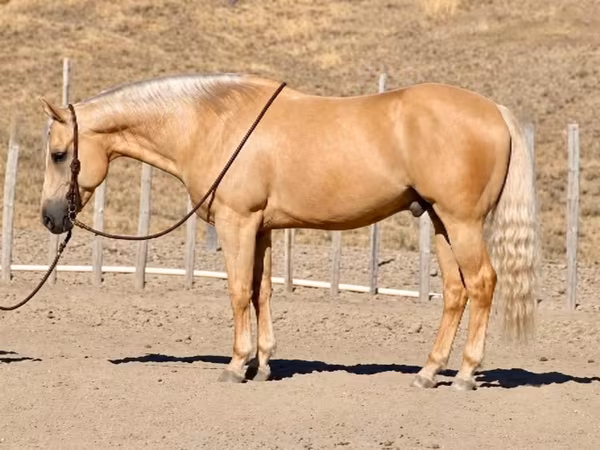 Hing, Quarter Horse