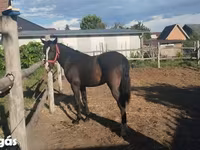 Stute, Dutch warmblood horse — Foto 4