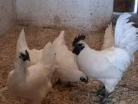 गा नोई — फ़ोटो 3
