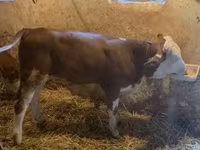 Bull, Hungarian Grey breed — photo 3