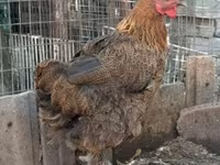 Chickens — foto 5