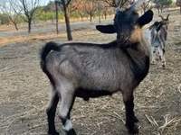 公山羊, Goats — 照片 2