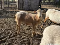 Schaf, Cameroon sheep — Foto 4