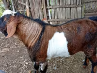 Теке, Nubian Goat — 3-сурет