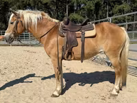 Mare, Haflinger — photo 4