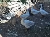 Geese — 1-сурет