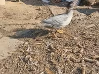 Ducks — الصورة 3