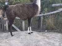 Camela, Camelos — foto 3