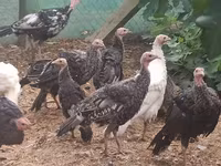 Turkeys — 2-сурет