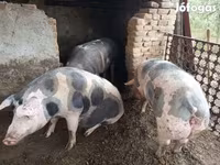 公猪, Pigs — 照片 1
