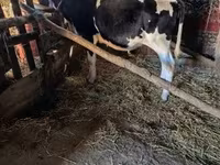 ثور, Russian Black pied cattle — الصورة 4